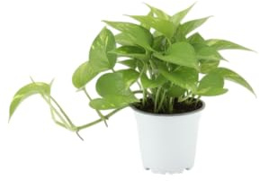 DECOALIVE Potho o Poto Natural Planta Interior con Hojas Verdes Brillantes