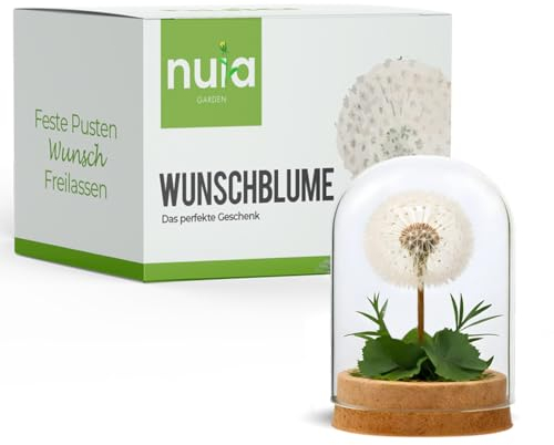 nuia Wunschblume - Ewig haltbare Pusteblume im Glas - Geschenkidee zur Hochzeit, Geburtstag, Valentinstag, für Frauen oder zu Weihnachten - Vergis Mich Nicht Geschenk und Glücksbringer