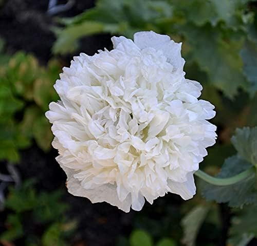 Weißer Mohn - 100 Samen