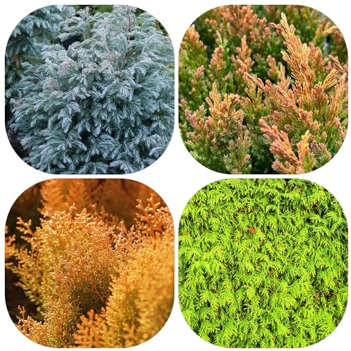 semi resistenti di cipresso - perenni giardino decorative balcone 400pcs