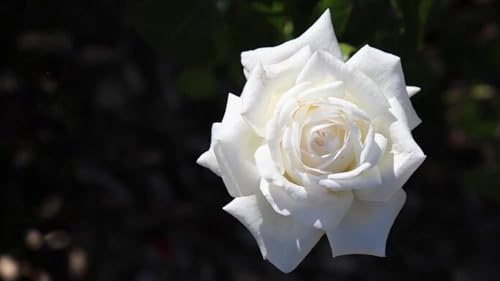 Garden Center Shop | Rosal Queen Elizabeth 2 L | Rosa Arbustiva Clásica de Jardín | Flor Grande y Fragante | Fácil Cultivo para plantación | enrraizar | flor gorda