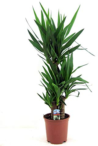 Yucca Elephantipes - Große Zimmerpflanze, 130-140 cm Hoch, Ideal für Innenräume, Pflegeleicht & Dekorativ