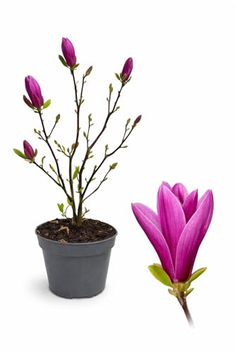 POWERS TO FLOWERS - MAGNOLIA A FIORE FUCSIA SUSAN, VASO 20CM DIAMETRO, pianta vera