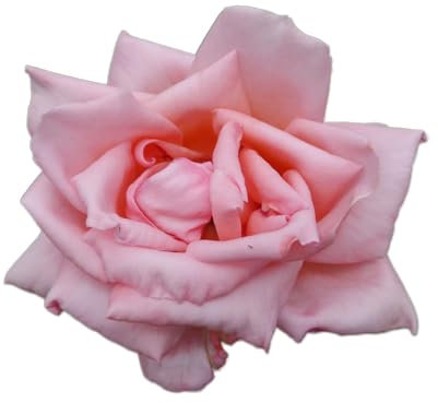 Rose Plant - Hybrid Tea 'Blessings' - 1 x Full Plant in a 5 Litre Pot - Roses - Garden Ready - Ready to Plant - Premium Quality Garden Shrubs