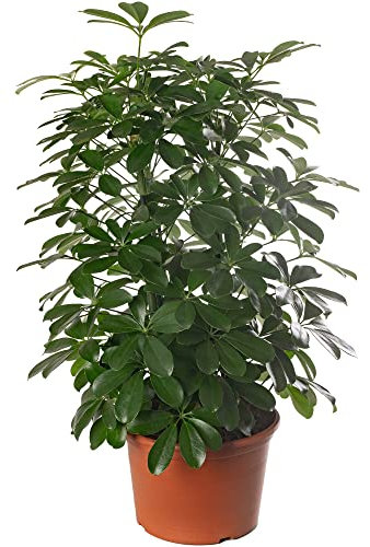 Plante d'intérieur rare, exotique et réelle : Schefflera Nora. Grande, toujours verte, idéale pour la maison.