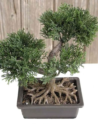 artplants.de Kunst Bonsai Zeder ALVARI mit Wurzeln, in Dekoschale, 20cm - Künstlicher Bonsai