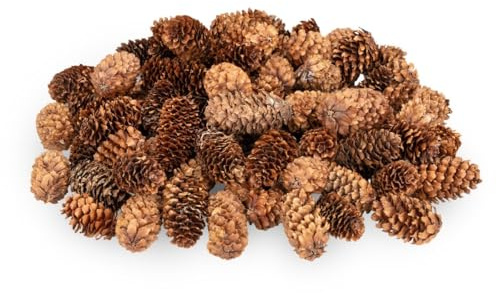 NaDeco Kleine Fichtenzapfen in Natur, ca. 2-4cm, 180 g, ca. 80-100 STK. | Picea asperata | Tannenzapfen | Borstenfichte | Tannenzapfen | Naturzapfen | Kiefernzapfen | Weihnachtsdeko | Adventsdeko
