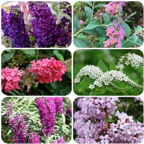 Buddleja arbustiva - semi di come bomboniera cespuglio giardino tappezzanti semi di giardino decorazioni per il 160semi