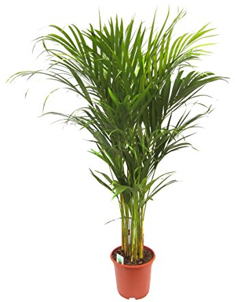 Dominik Blumen und Pflanzen, Goldfruchtpalme Dypsis lutescens circa 90 cm hoch 19 cm Topf 1 Pflanze, Zimmerpflanzen