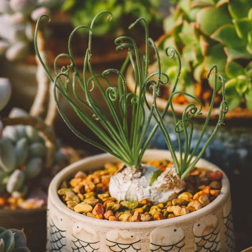 Semi di Albuca spiralis - per luoghi soleggiati Albuca namaquensis - semi di d'appartamento Le perenni sono resistenti 70pcs