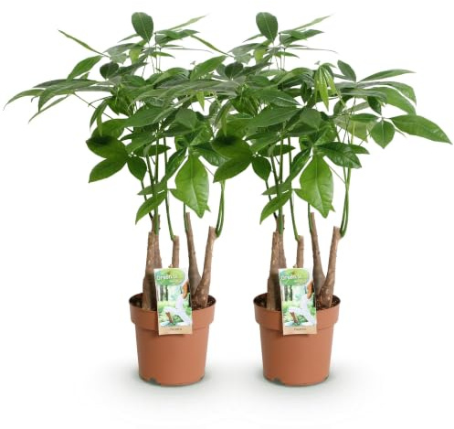 Green boutiQ - Zimmerpflanzen - Pachira Aquatica Mehrstamm - Geldbaum - Wenig Pflege - Grün - 2 Pflanzen - Topf 17cm - Höhe 50-55cm