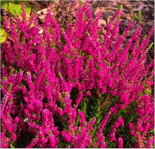 GrowOn Shrubs [x4] Scottish Heather Calluna Vulgaris 'Darkness' | Multi-Pack | Evergreen Shrubs | Outdoor Garden Ready Plants | Summer and Autumn Flowering | Crimson Flowers