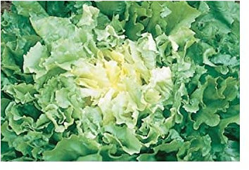 Pezzi - 250x Indivie Breitblatt Nuance Eko Verdure Piante - Seme K476 - Seeds & Plants Shop by Ipsa