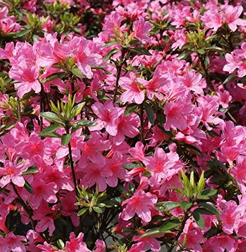 Hochstamm Japanische Azalee Madame Albert v. Hecke 80-100cm - Rhododendron obtusum - Zwerg Alpenrose - lebende Gartenpflanze aus den Baumschulen