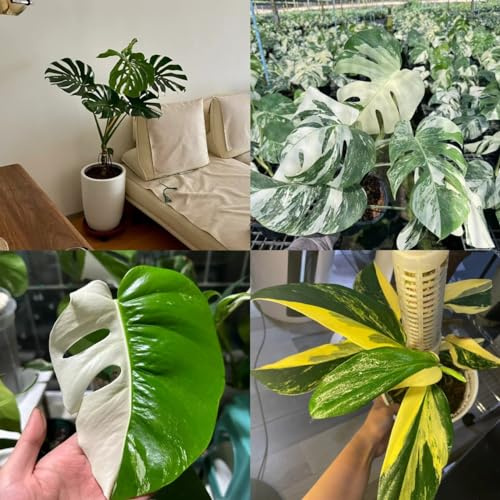 150 Piezas Semillas de Monstera - Variegata Las Plantas balcón Son Resistentes Monstera bonsái Macetas Oficina Plantas balcón,