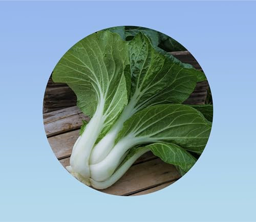 3000 graines de chou chinois - pak choï - jardin - potager - bok choy