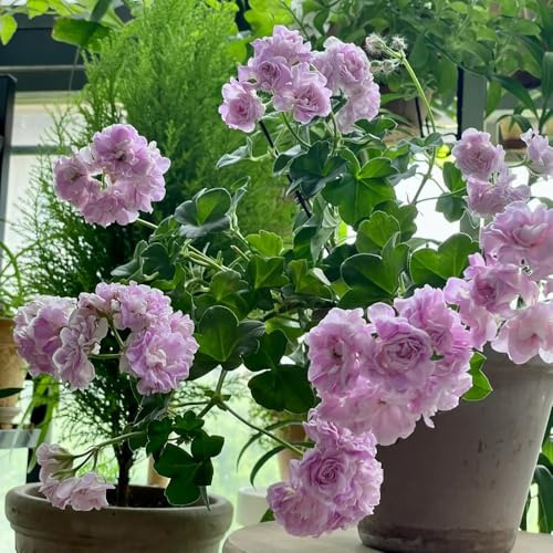 stehende geranien, pelargonium gartenblumen, zimmerpflanzen bodendecker winterhart mehrjährig blumendeko für sonnige plätze hochbeet 10samen