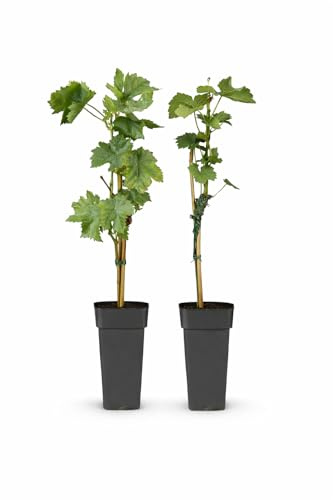 Exotenherz Vitis vinifera Regent - Blaue Weintraube - 15cm Topf - ca. 50cm hoch - 2er Set