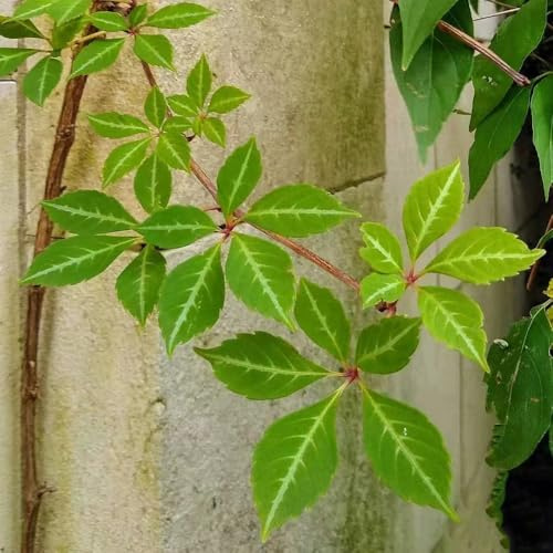 15 pezzi semi di scalatrice resistenti esotiche Parthenocissus tricuspidata, da giardino interno in perenni resistenti