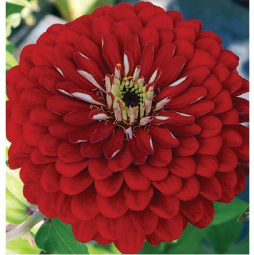 ZINNIA A FIOR DI DAHLIA ROSSO NR.100 SEMI