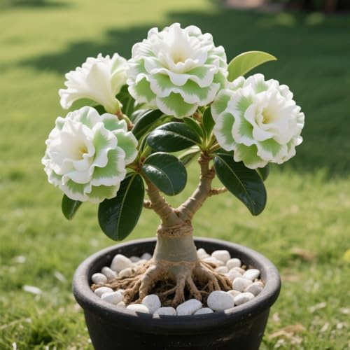 Rosa del deserto in Vasca:Colore Vivido/Decorazione per Casa e Giardino/per Ogni Spazio/Resistente e Facile da Curare-F-1 Rhizome