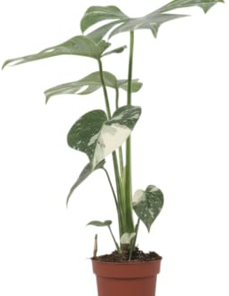 Planta Exclusiva DECOALIVE Monstera Deliciosa Variegata Belleza Tropical con Variegación Natural Única