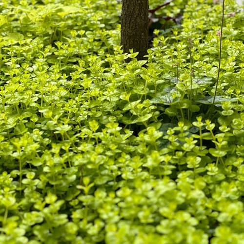 Semi di centella, semi di varietà antiche da giardino Lysimachia nummularia, perenne esotiche resistenti per il giardino 60pcs