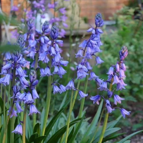 Semi di campanula - biologici per giardinieri esotico resistenti per giardini rocciosi semi di resistenti decorazione copertura del terreno 200pcs