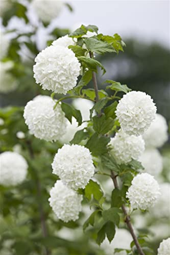 Viburnum opulus 40–60 cm – Winterhart, Mehrjährig, Pflegeleicht – Gewöhnlicher Schneeball – Heckenpflanze für Garten & Sichtschutz