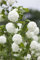 Viburnum opulus 40-60 cm - Gewöhnlicher Schneeball, weiße Blüten, Blütezeit Mai-Juni, ideal für Hecken, bienenfreundlich, winterhart