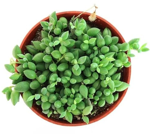 Cadena de Perlas Planta Crasa Senecio Herreianus