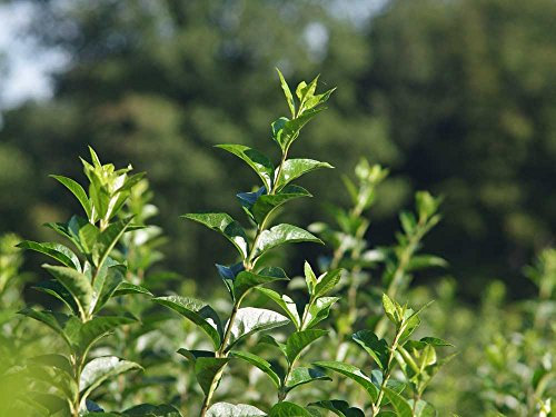 25 Stk. Liguster Ovalifolium Ligusterhecke Topfware 15-30 cm hoch - Ligustrum Ovalifolium - Garten von Ehren®