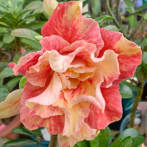 wüstenrosesamen winterharte stauden für pralle sonne blumenbeet balkon kräutersamen balkonpflanzen frühling balkonpflanze blumensamen dekopflanzen bonsai topf frühlingsblumen 30samen
