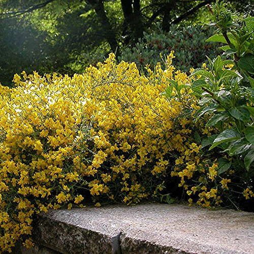 Genista Lydia - lebhaft gelb blühender Strauch - ideal für Steingärten und Beete.
