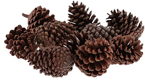 Nishiyuenyi 10 Stück Tannenzapfen für Weihnachts Und Adventsdekoration, A 6-8CM