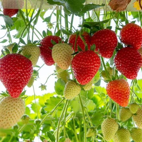 semillas fresas balcon - enanos interior resistentes variedades antiguas 100pcs