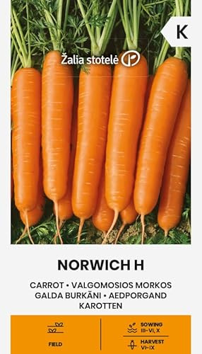 Zalia stotele | Carote - NORWICH H Sementi per orto | Ibrido precoce produttivo | Radici lisce colorate saporite | Conservazione fino a marzo | Semi da giardino | 1 bustina