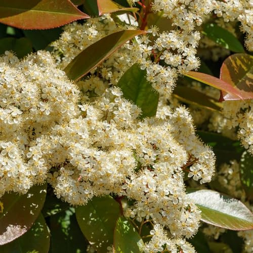 Semi di Photinia Red Robin selvatiche, giardino giardino di balcone siepe, vecchie varietà ornamentali 200pcs
