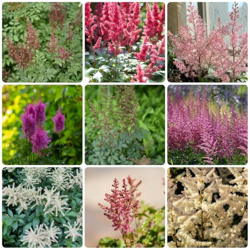 prachtspiere samen, wildblumensamen gartenblumen winterharte pflanzen für garten, pflanzendeko gartenpflanzen gartensamen blumenwiese samen mehrjährig stauden winterhart mehrjährig, 500pcs