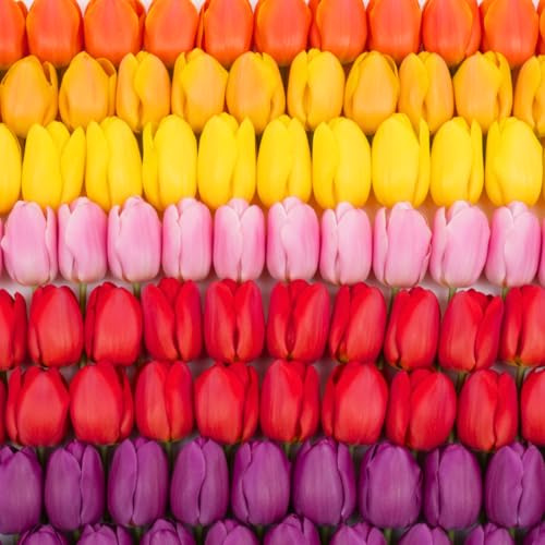 Boldyrev's Colorful Blend Tulip Garden - Mix of Pink, Yellow, Orange, Purple and Red Tulips - Stunning Perennial Flowers Bloom Each Spring - Darwin Hybrid Tulips (25 Bulbs)