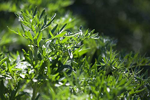 1 000 malurtfrön - medicinsk aromatisk växt - reproducerbara bönderfrön - SemiWild