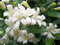 Futaba® Murraya Paniculata Rutaceae piccoli alberi 100 semi