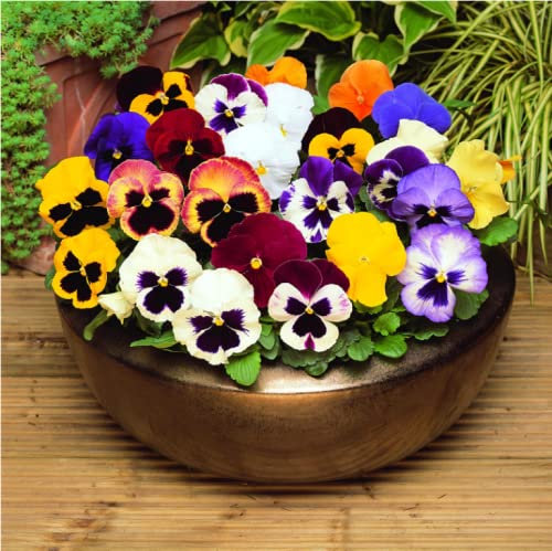 Pansy Mixed 12 Bedding Plants British Grown Garden Ready