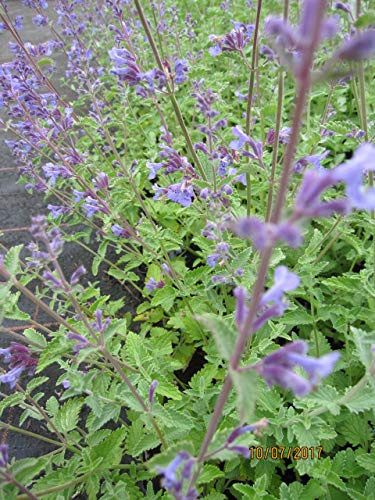 Nepeta x faassenii Walkers Low - Katzenminze Walkers Low Verpackungseinheit 3