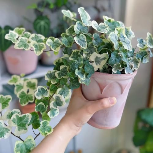 Semillas de hiedra, semillas de variedades antiguas de interior de Las de jardín de rocas son resistentes 50pcs