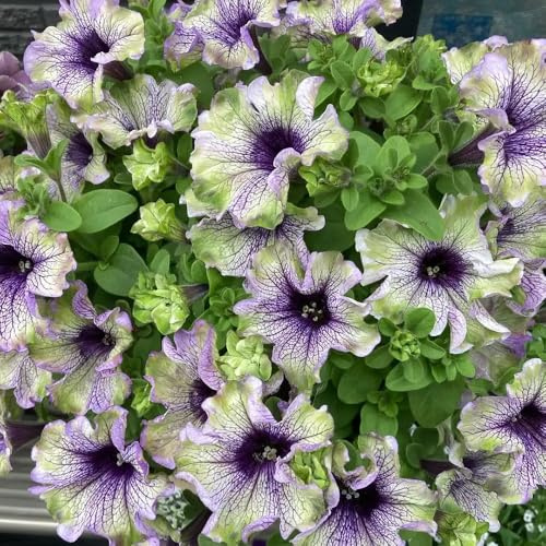 petunias, variedades tradicionales orgánicas invernadero de interior decoraciones de jardín exteriores trepadoras invernaderos balcón 750semillas