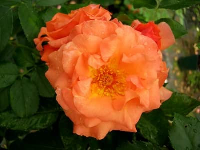 'Bright Future' Rose - Climbing Rose - Bright Orange Blooms - Beautiful Fragrance - Potted Rose 4 Litre