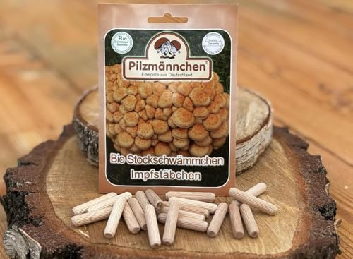 Bio Stockschwämmchen Impfstäbchen - Pilze selber züchten