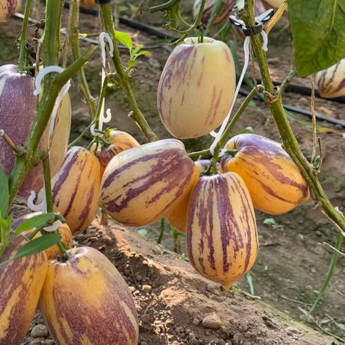 semi di melone pero, semi da nani acquistare da serre colonnari balcone esotiche melone 200pcs