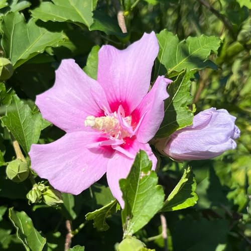 hibiskussamen, hochbeet balkon, mehrjährig winterhart garten 100pcs
